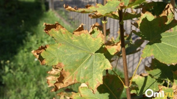 Пора копать картошку: в конце августа омичей ждут три сухих и тёплых дня