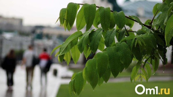 Гроза, град и мощный ветер накроют Омскую область