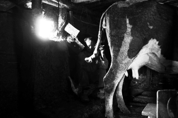 "Сашка" из хлева: омская "история выживания" оказалась на выставке в Париже