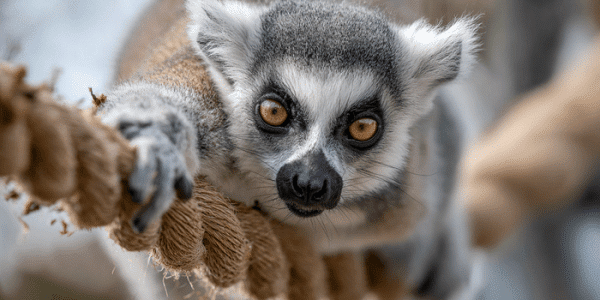 В Большереченском зоопарке поселятся новички из Аргентины и Мадагаскара