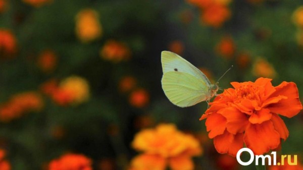 Последний аккорд лета: Омск накроет волна жары до +32 градусов