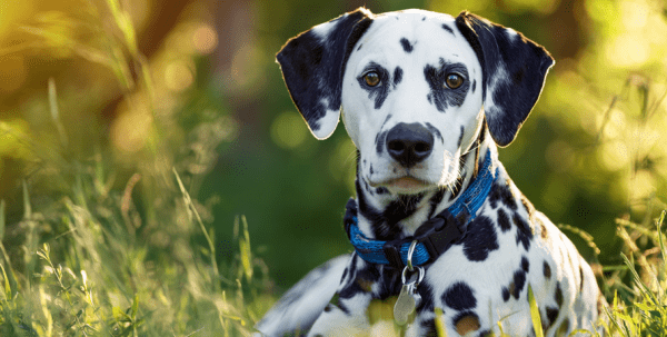 Дважды переживший предательство омский далматин обрёл семью в другом городе Дважды переживший предательство омский далматин обрёл семью в другом городе