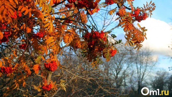 Лето вернётся в сентябре: в Гидрометцентре дали прогноз на осень в Омске Лето вернётся в сентябре: в Гидрометцентре дали прогноз на осень в Омске