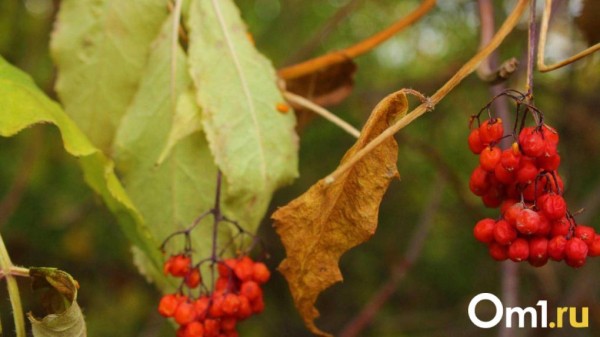 К концу сентября в Омске наступит аномальная погода