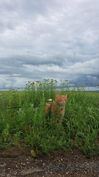 Колесница, крылья любви и Муфаса. Семья из Омска совершила необычное путешествие во Владивосток и обратно