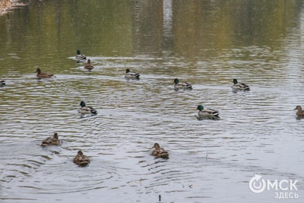 Забыть о хлебе и сердобольности. У птиц Омской области началась осенняя миграция