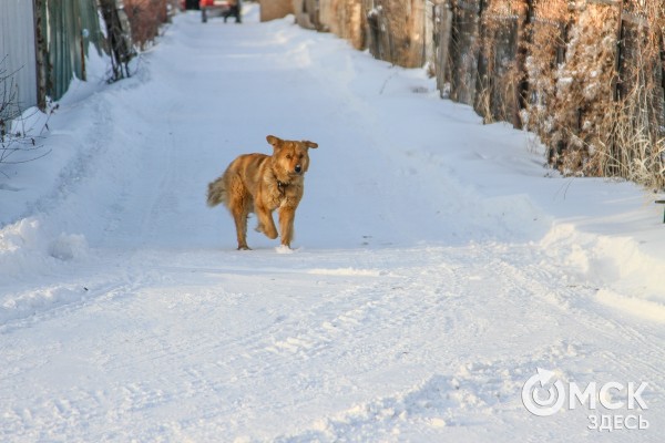 Не отпускайте Бобика: собаки на самовыгуле оказались опаснее бездомных животных Не отпускайте Бобика: собаки на самовыгуле оказались опаснее бездомных животных