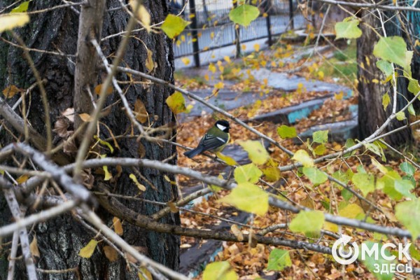 Забыть о хлебе и сердобольности. У птиц Омской области началась осенняя миграция