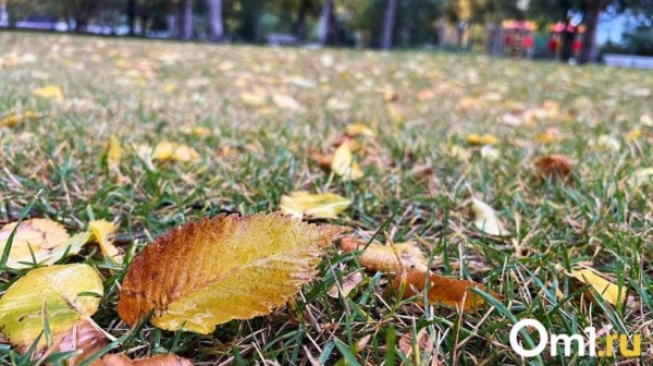 В Омской области к концу недели ударят первые заморозки