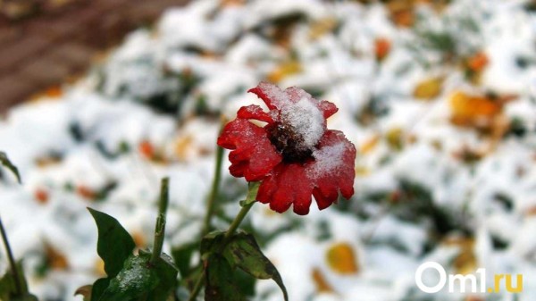 Внезапно. Первый мощный снегопад обрушится на Омск уже в эти выходные Внезапно. Первый мощный снегопад обрушится на Омск уже в эти выходные