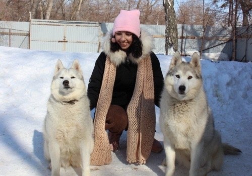 Закрывающийся в Омске хаски-парк пока пристроил не всех собак