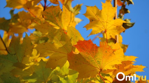 В начале недели омичей ожидает неприятный сюрприз от погоды – похолодает до +3 градусов