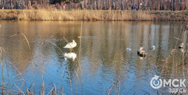 Забыть о хлебе и сердобольности. У птиц Омской области началась осенняя миграция