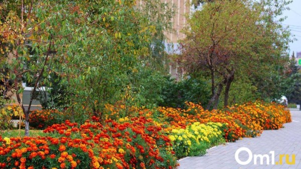 Лето закончилось? Синоптики спрогнозировали в Омске жёсткое похолодание Лето закончилось? Синоптики спрогнозировали в Омске жёсткое похолодание