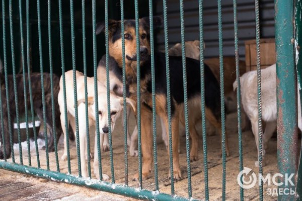 Не отпускайте Бобика: собаки на самовыгуле оказались опаснее бездомных животных Не отпускайте Бобика: собаки на самовыгуле оказались опаснее бездомных животных