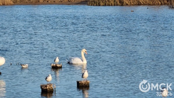Забыть о хлебе и сердобольности. У птиц Омской области началась осенняя миграция