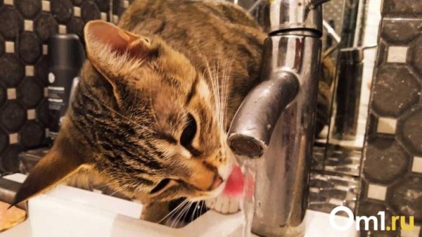 Часть омичей в эти выходные останутся без холодной воды: адреса