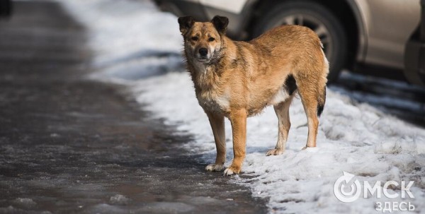 Не отпускайте Бобика: собаки на самовыгуле оказались опаснее бездомных животных Не отпускайте Бобика: собаки на самовыгуле оказались опаснее бездомных животных