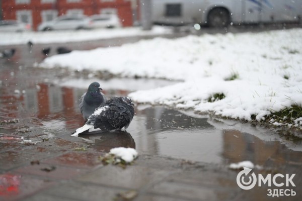 Захрустел под ногами. Омск окутало первым снегом