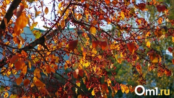 Октябрьское «бабье лето»? Омскую область накроют туманы и потепление