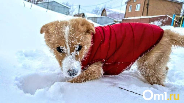 Температурные качели: в Омскую область придут морозы до &ndash;21 градуса