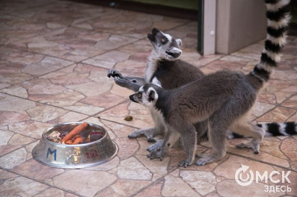 Большеречнеский зоопарк объявил конкурс на лучшие имена для пары лемуров
