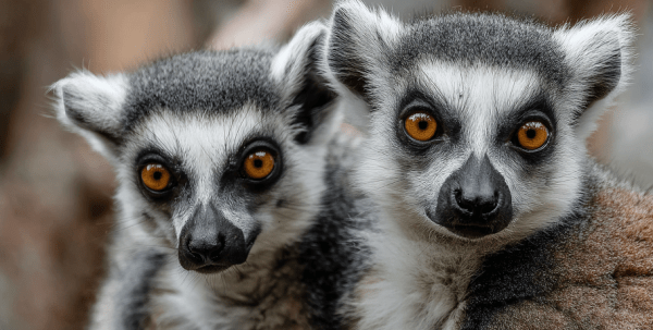 Большеречнеский зоопарк объявил конкурс на лучшие имена для пары лемуров