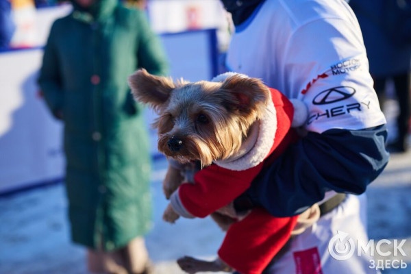 Миньоны с авоськой, самобеглые узники и Якубович. Кого собрал Рождественский полумарафон Миньоны с авоськой, самобеглые узники и Якубович. Кого собрал Рождественский полумарафон