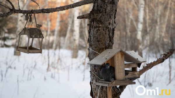 В Гидрометцентре сообщили о погодной аномалии в Омске в феврале