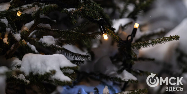 Две праздничные ели представят Омский регион на Всероссийском конкурсе Две праздничные ели представят Омский регион на Всероссийском конкурсе