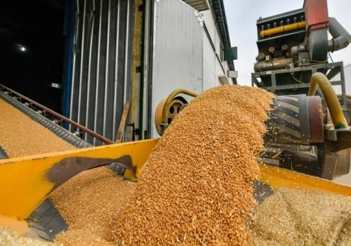 Из&nbsp;Омска впервые отгрузили пшеницу в&nbsp;Ирак