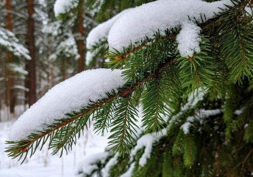 В&nbsp;Омской области прогнозируют морозную ночь и&nbsp;гололедицу
