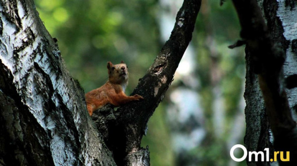 В омской колонии сделают для парка в Таре скульптуру лося