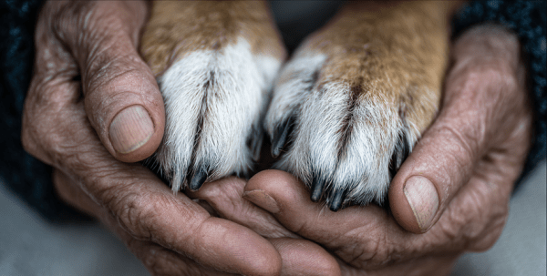 Под опекой волонтёрских сердец: искусство заботы, доступное каждому