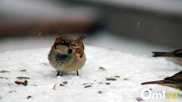 В начале февраля омичей ждут гололедица и ночные морозы