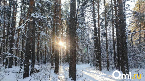 Неделя в Омске начнётся с долгожданного потепления