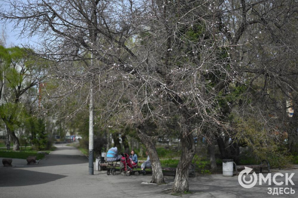 Розовое облако весны: любуемся цветением омской "сакуры"