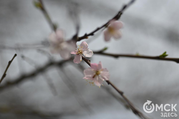 Розовое облако весны: любуемся цветением омской "сакуры"