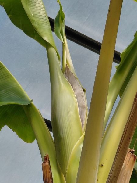 Весна в омских зоопарках: танец павлина, попрыгушки козлят и цветение банана