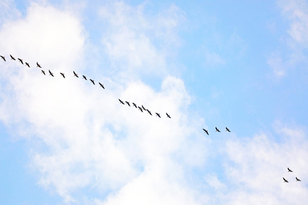 Дикие гуси вернулись в Омскую область и принесли с собой весну Дикие гуси вернулись в Омскую область и принесли с собой весну