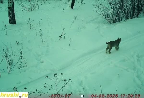В омских лесах активизировались скрытные рыси. К чему это?