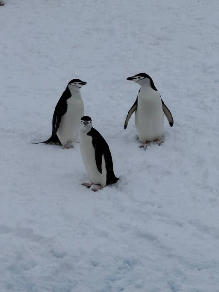 Омичи в Антарктике! Анастасия Селифонова заговорила о мировой проблеме из места, где нет часовых поясов Омичи в Антарктике! Анастасия Селифонова заговорила о мировой проблеме из места, где нет часовых поясов