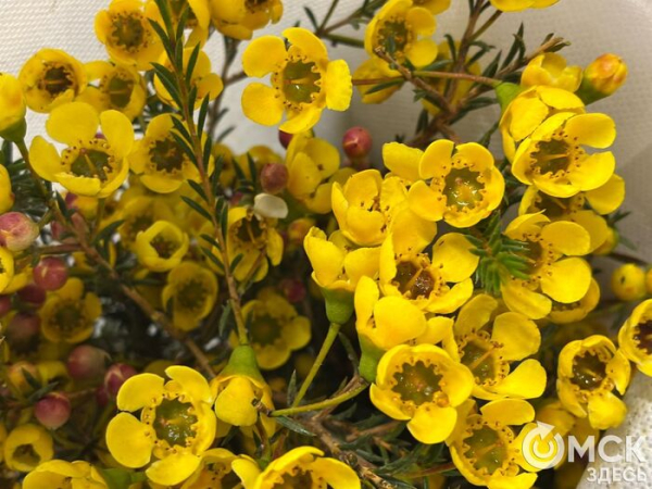 Символы загадочности и утончённости. Какие цветы заменят голландские розы и тюльпаны