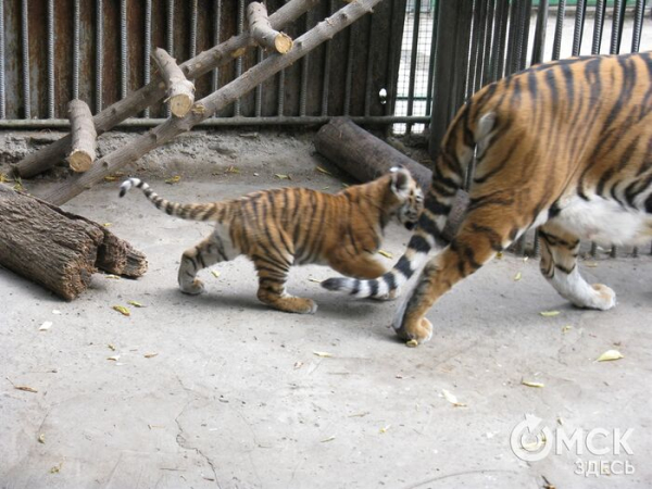 Не искусственный интеллект. Архивная дружба, пойманная на камеру в Большеречье