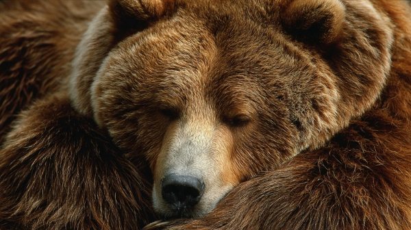 Ежи в отключке, медведь дремлет. У кого в лесу сон лучше Ежи в отключке, медведь дремлет. У кого в лесу сон лучше