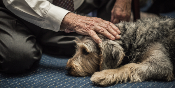 Цветы для хосписа, сладости для бабушек и корм для "хвостиков": как присоединиться к добрым делам