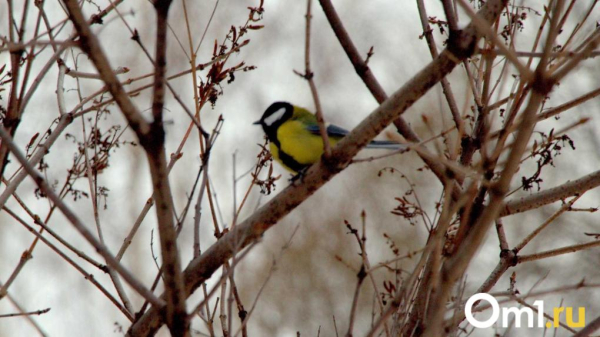 В Омск на 8 Марта придёт плюсовая температура В Омск на 8 Марта придёт плюсовая температура