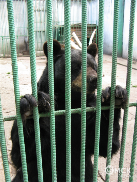 Большереченские медведи готовы показать омичам свой характер и накрыть на стол