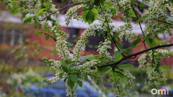 К майским праздникам в Омске похолодает до &minus;2 и снова начнутся дожди