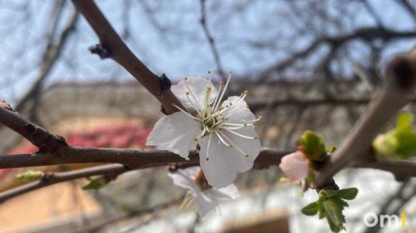 В Омске начал цвести абрикос у &laquo;Маяковского&raquo;, который сравнивают с сакурой